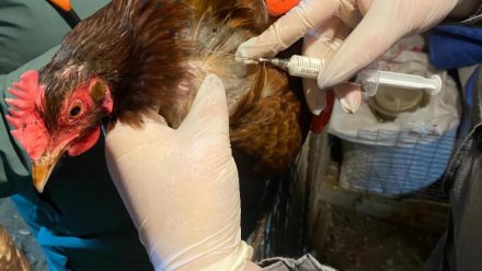 В Коми проводятся профилактические мероприятия против гриппа птиц