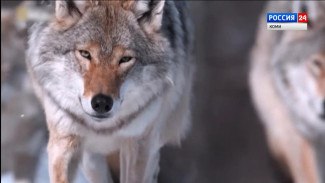 В окрестностях Сыктывкара охотники ликвидировали волка