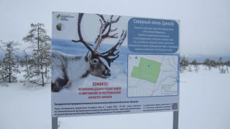 Состоялся второй выезд в заказник «Дзервад» для изучения дикого северного оленя