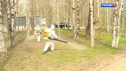 В Коми усиливают борьбу с клещевым энцефалитом и боррелиозом