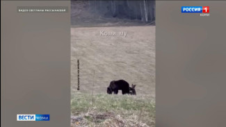  В Коми проснулись медведи
