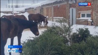 Новогодние ёлки ухтинцев и сосногорцев достались питомцам конно-спортивного клуба "Планета"