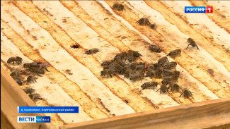 В Коми начнут оздоравливаться продуктами пчеловодства