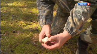 Эксперты Пермского Политеха выделили самые полезные и безопасные грибы