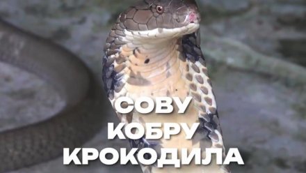 Какие дикие животные под запретом для содержания дома?