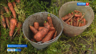В хозяйстве пезмогского фермера Петра Сварицевича собирают урожай