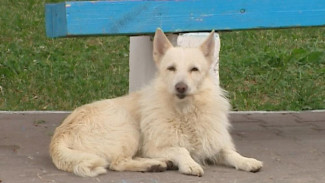 Правительство Коми планирует ввести дополнительные требования к содержанию и выгулу домашних животных