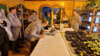 Коми и Кировская область обменялись опытом по выращиванию овощей