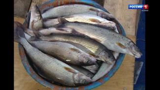 В Инте дознавателем возбуждено уголовное дело по факту незаконного вылова рыбы