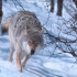 Жители Прилузского района сообщают в соцсетях о появлении волков