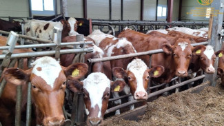 В Коми сохраняется тренд на рост продуктивности в молочном и мясном скотоводстве