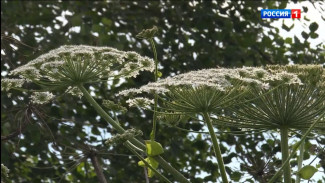 Искусственный интеллект в Петербурге научили находить борщевик