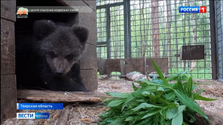 Маленькая медведица Кира обживается в центре медвежат-сирот