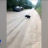 В сыктывкарском местечке Яг-Кар к людям вышли дикие кабаны
