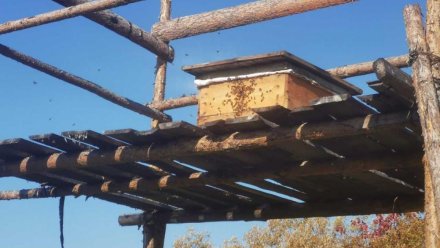 В Усть-Цилемском районе реализуется новый проект по развитию пчеловодства