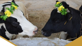 В Коми пройдет очередная республиканская выставка племенных животных