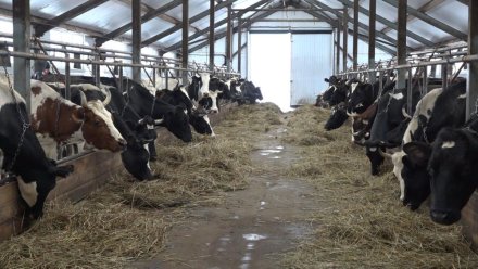 Закрытие молочного завода не изменило статус Корткеросского района как одного из самых молочных муниципалитетов региона 