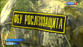 Специалисты Рослесозащиты вышли на учёт елей, сосен и берёз