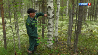 Ас му вылын. О трудовых буднях участкового лесничего села Помоздино Усть-Куломского района Третьякова Юрия Алексеевича