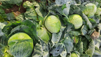 В Коми ежегодно производится сельскохозяйственной продукции на 15 миллиардов рублей