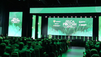Республика Коми вошла в топ-10 лидеров России по эффективности ведения лесного хозяйства