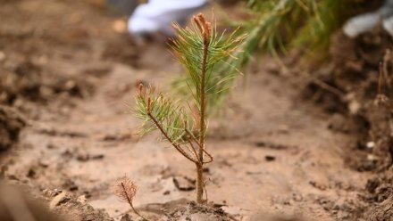 Высадка лесных культур стартовала в Коми