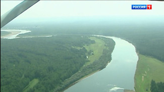 Специалисты оценили санитарное состояние лесов Коми как стабильное