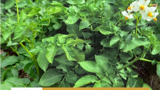 В Коми арктический сорт картофеля Печорский прошел профессиональную дегустацию