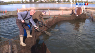 В республике вырос промышленный вылов рыбы