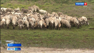 Жители Новопортовской тундры готовятся к наступлению зимы