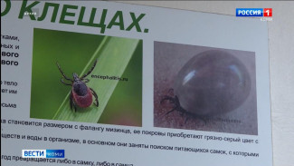 Исследования клещей в Коми останутся бесплатными для жителей региона