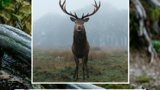 В Коми начинается прием заявлений на добычу лося