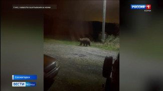 Медведи снова в Сосногорске