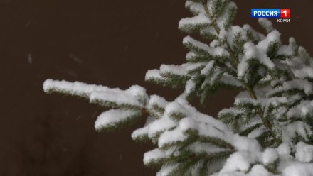 В Республике Коми утверждены цены на новогодние ели