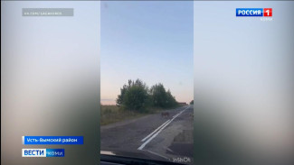 Целое стадо кабанов попали в кадр у деревни Лыа-ты в Усть-Вымском районе