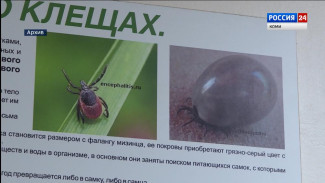 В Республике активизировались клещи