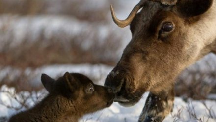 В оленеводческих хозяйствах Республики Коми идёт отельная кампания
