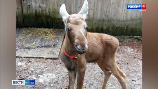 На лосеферме Печоро-Илычского заповедника вернулась лосиха Юля и родила малыша