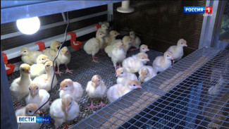 В Коми за первое полугодие выросло производство сельхозпродукции