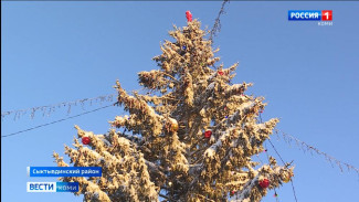 Как выбрать елку и приобрести порубочный билет