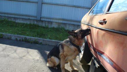 В Коми росгвардейцы обучают собак общему курсу дрессировки и поиску взрывчатых веществ