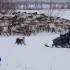 Оленеводы Воркуты подводят итоги зимовки и готовятся к новому рабочему циклу – периоду отёла
