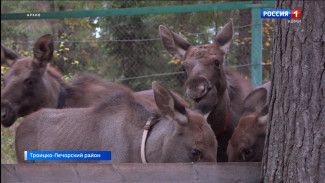 У жителей республики появилась возможность попасть на Лосеферму в Печоро-Илычский заповедник