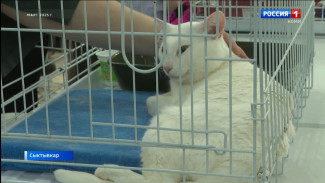 12 октября пройдет фестиваль «Пойдем домой» в концертном зале «Сыктывкар»