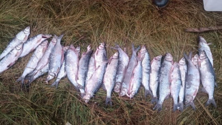 Полицейскими Воркуты выявлен факт незаконного вылова рыбы