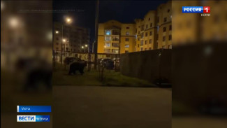 Медведи добрались до Ухты
