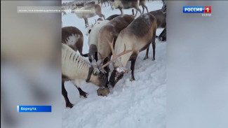 Компания Биотроф разработала опытный образец питания для оленей