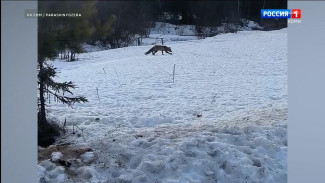 В природном заказнике «Параськины озёра» запечатлели лисицу