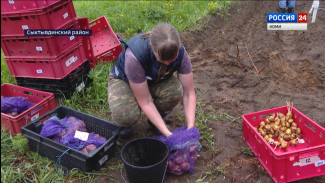 На финишную прямую выходит совместная работа Института агробиотехнологий Коми и белорусских картофелеводов