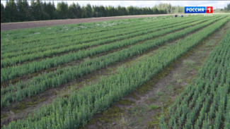 В Коми собрали почти 74 килограмма семян сосны и ели улучшенной селекции